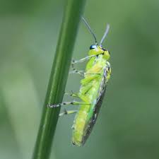 Attēlu rezultāti vaicājumam “Rhogogaster picta”