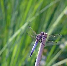 Attēlu rezultāti vaicājumam “Libellula depressa male”