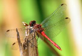 Attēlu rezultāti vaicājumam “Sympetrum sanguineum male”