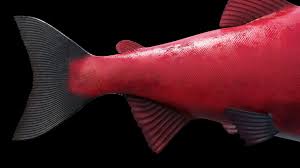 Image result for Oncorhynchus nerka