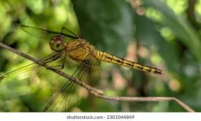 Attēlu rezultāti vaicājumam “Aeshna isoceles”