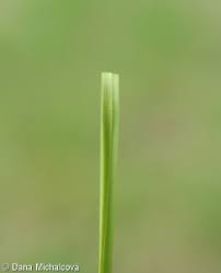 Attēlu rezultāti vaicājumam “Carex appropinquata”