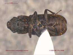 Attēlu rezultāti vaicājumam “Glischrochilus hortensis”