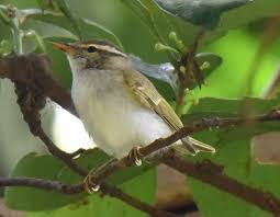 Image result for Phylloscopus borealis