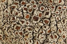 Attēlu rezultāti vaicājumam “Lecanora argentata”