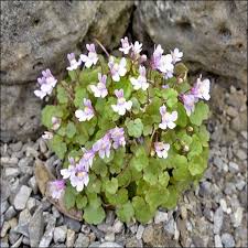 Attēlu rezultāti vaicājumam “Cymbalaria muralis flower”