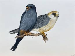 Image result for Falco vespertinus