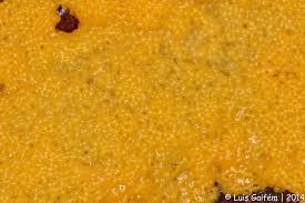 Attēlu rezultāti vaicājumam “Physarum virescens”