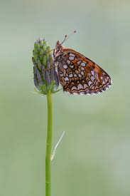 Attēlu rezultāti vaicājumam “Melitaea diamina underside”