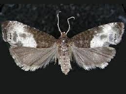 Attēlu rezultāti vaicājumam “Notocelia cynosbatella”