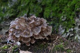 Attēlu rezultāti vaicājumam “Grifola frondosa”