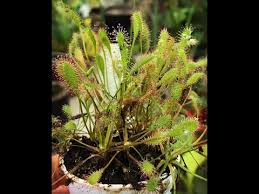 Attēlu rezultāti vaicājumam “Drosera anglica fruit”