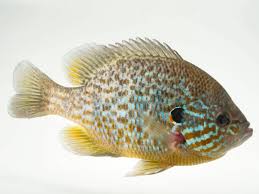 Image result for Lepomis gibbosus