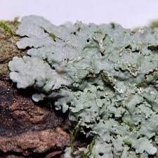 Attēlu rezultāti vaicājumam “Physconia detersa”