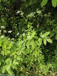 Attēlu rezultāti vaicājumam “Chaerophyllum aromaticum flower”