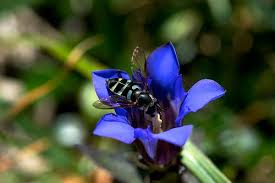 Attēlu rezultāti vaicājumam “Didea alneti”