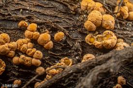 Attēlu rezultāti vaicājumam “Heterotrichia insignis (syn. Arcyria insignis) macro”