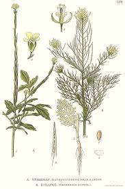 Attēlu rezultāti vaicājumam “Sisymbrium volgense flower”