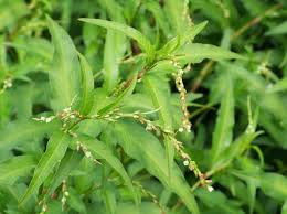 Attēlu rezultāti vaicājumam “Persicaria hydropiper”