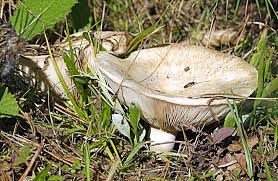 Attēlu rezultāti vaicājumam “Lactarius bertillonii”