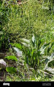 Attēlu rezultāti vaicājumam “Alisma plantago-aquatica leaf”