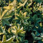 Attēlu rezultāti vaicājumam “Alchemilla subcrenata  flower”