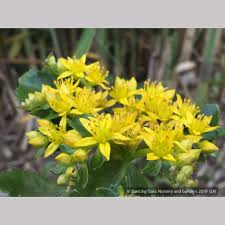 Attēlu rezultāti vaicājumam “Sedum aizoon flower”
