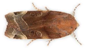 Attēlu rezultāti vaicājumam “Noctua fimbriata”