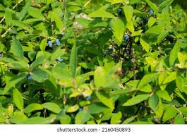 Attēlu rezultāti vaicājumam “Lonicera caerulea var. pallasii fruit”