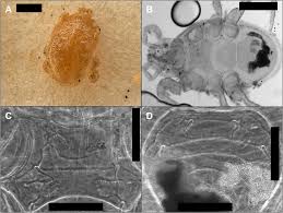 Attēlu rezultāti vaicājumam “Poecilochirus sp.”