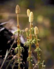 Attēlu rezultāti vaicājumam “Equisetum sylvaticum”