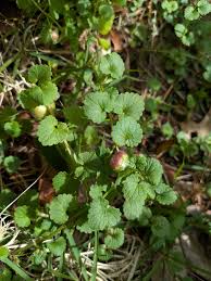 Attēlu rezultāti vaicājumam “Liposthenes glechomae”