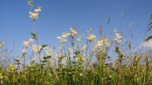 Image result for Filipendula ulmaria