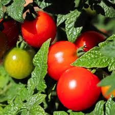 Afbeeldingsresultaat voor earliana tomato