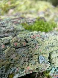 Attēlu rezultāti vaicājumam “Trapeliopsis granulosa”