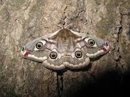 Attēlu rezultāti vaicājumam “Saturnia pavonia female”