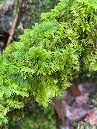Attēlu rezultāti vaicājumam “Thuidium tamariscinum”