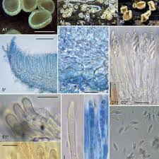 Attēlu rezultāti vaicājumam “Hyphodiscus hymeniophilus”