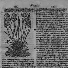 Attēlu rezultāti vaicājumam “Glyceria fluitans fruit”