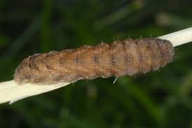 Attēlu rezultāti vaicājumam “Xestia triangulum”