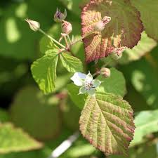 Attēlu rezultāti vaicājumam “Rubus caesius”