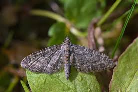 Attēlu rezultāti vaicājumam “Eupithecia satyrata”