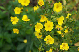 Attēlu rezultāti vaicājumam “Potentilla”