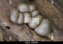 Attēlu rezultāti vaicājumam “Lycogala persicum spores”