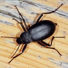 Attēlu rezultāti vaicājumam “Blaps mortisaga”