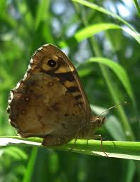 Attēlu rezultāti vaicājumam “Pararge aegeria underside”