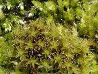 Attēlu rezultāti vaicājumam “Syntrichia ruralis var. ruralis sporophyte”