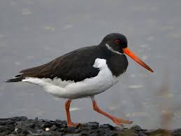 Attēlu rezultāti vaicājumam “Haematopus ostralegus”