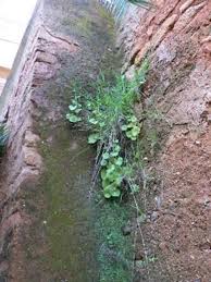 Attēlu rezultāti vaicājumam “Didymodon fallax var. brevifolius”