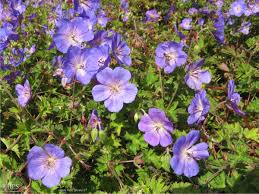 Attēlu rezultāti vaicājumam “Geranium bohemicum”